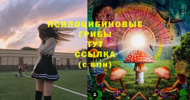 Галлюциногенные грибы Psilocybe  Валдай 